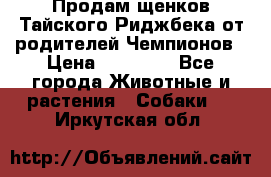 Продам щенков Тайского Риджбека от родителей Чемпионов › Цена ­ 30 000 - Все города Животные и растения » Собаки   . Иркутская обл.